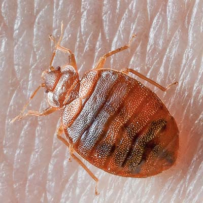Bed Bug Pest Control Surrey Downs