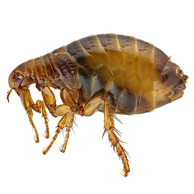Flea Pest Control Surrey Downs